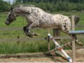 /album/photos-de-saut-dobstacles/telechargement-3-jpg1/